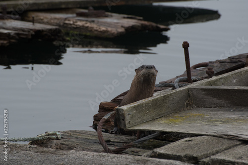 River Otters at Port McNeill photo