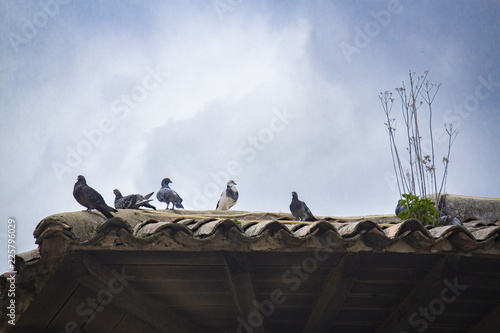 Palomas
