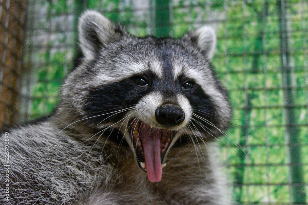 Fototapeta premium Racoon Sitting Down