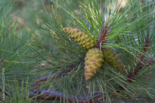 Young green pine cones