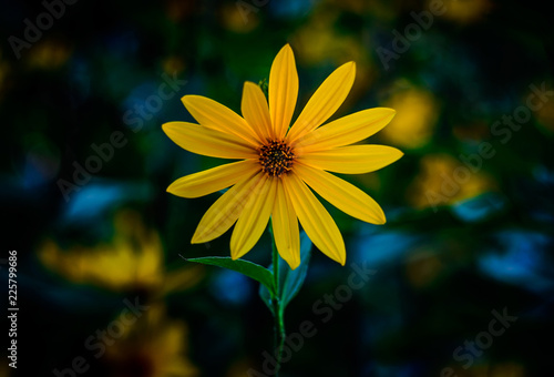 Fototapeta Naklejka Na Ścianę i Meble -  Jerusalem artichoke. Yellow topinambur flowers.Helianthus tuberosus.