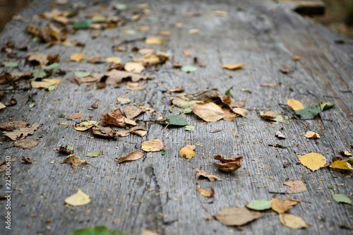 Dry leaves on the surface of an old wooden table in the forest