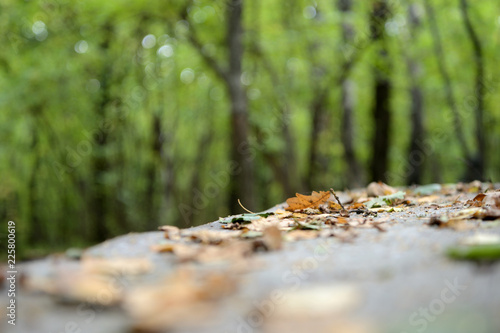 Dry leaves on the surface of an old wooden table in the forest