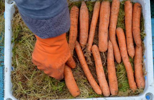 укладываем морковь на хранение. photo