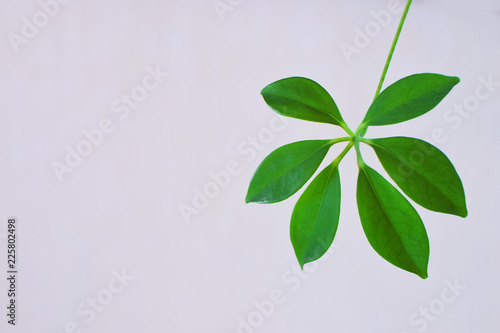 Bright green shefler schefflera leaf on white background with copy space for text. photo