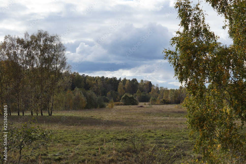 Obraz premium field in Central Russia in the fringing of birches in cloudy weather and impending cloud