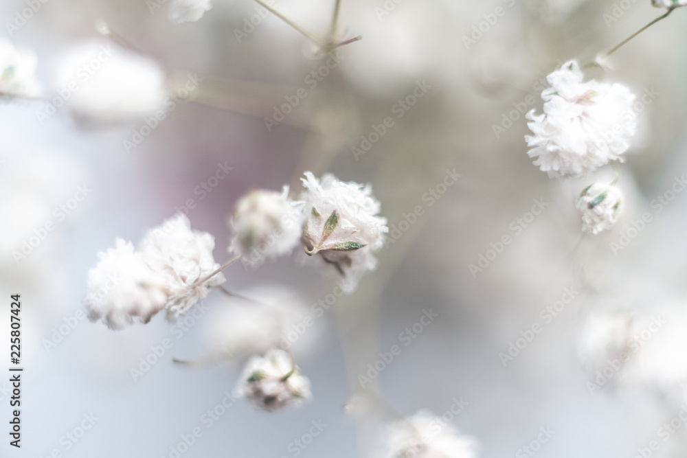 Beautiful white gypsophila on branches with bokeh effect. Macro photo. Can be used as a background image.