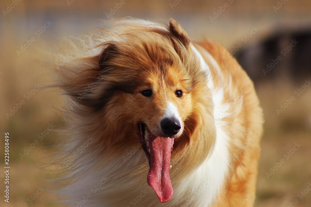 Very fluffy collie portrait on nature background