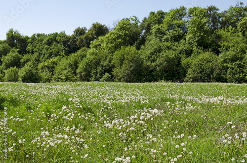 Bild auf Leinwand View of beauty dandelion or Tarataxum officinale meadow and forest in the Lozen
