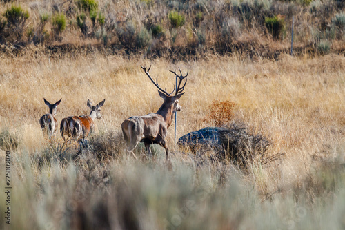 Cervus elaphus. Macho, hembra y cría de ciervo. photo