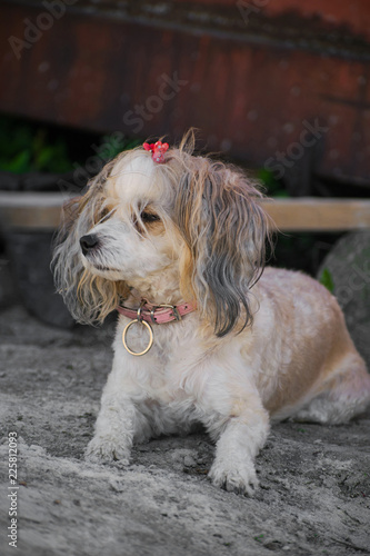 The Chinese Crested dog, beautiful chinese feather. Dog lady