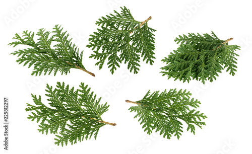 Branch of thuja isolated on white without shadow
