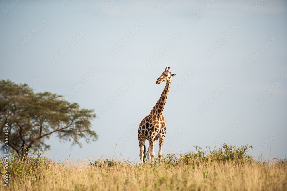 Fototapeta premium Giraffa, Murchison Falls National Park; Uganda, Africa