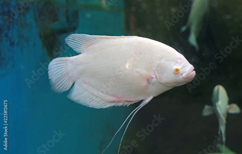 White Giant gourami fish (Osphronemus goramy) swimming in aquarium tank. photo