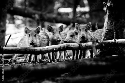 Marcassin Sanglier Cochon Sauvage Chasse Petit Bebe Mignon Foret Noir Et Blanc Monochrome Tribu Stock Photo Adobe Stock