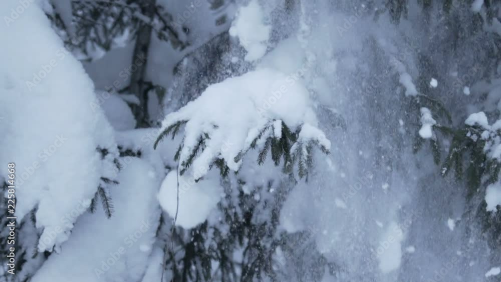 Snow falling from fir tree branches Slow motion