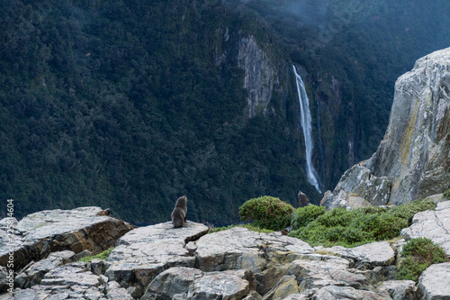 Seals on rock and Mountains and clouds at Milford Sound, New Zealand with waterfall in the background