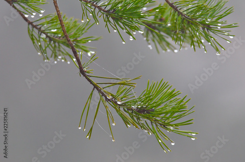 Water drops on a green branch photo