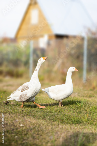 Two white geeese walking on farm photo