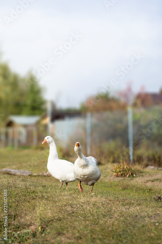 Two white geeese walking on farm photo