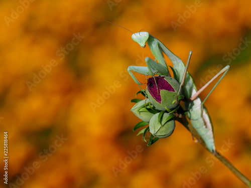 Indische Gottesanbeterin - Hierodula membranacea photo