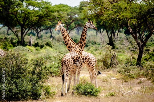 Giraffa, Murchison Falls National Park  Uganda, Africa © marziafra