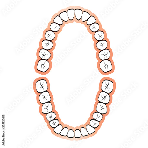 set of teeth isolated on white background vector illustration