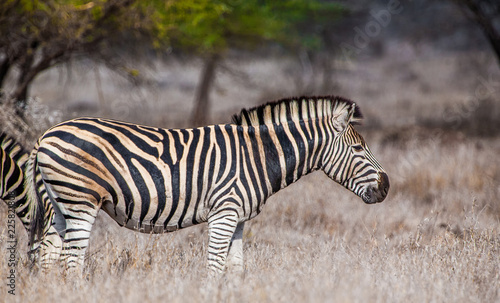 Zebra in the Hwange National Park, Zimbabwe