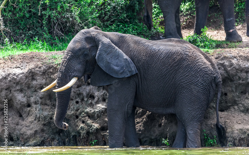 African elephants in the Queen Elizabeth National Park, Kazinga Channel (Uganda) photo