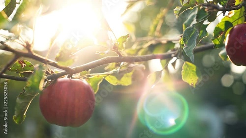 Bright red apple in the orchard at sunset. Yellow rays break through the leaves of the trees