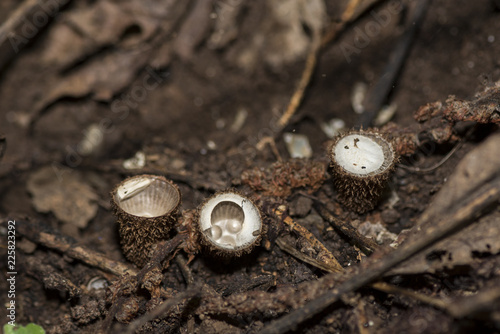 Tre funghi rari Cyanthus Striatus photo