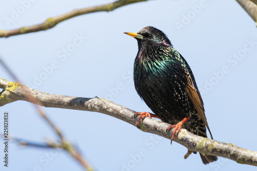 Beautiful starling on a branch