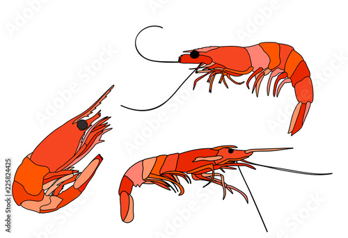 vector, white background, set food, sea, shrimp