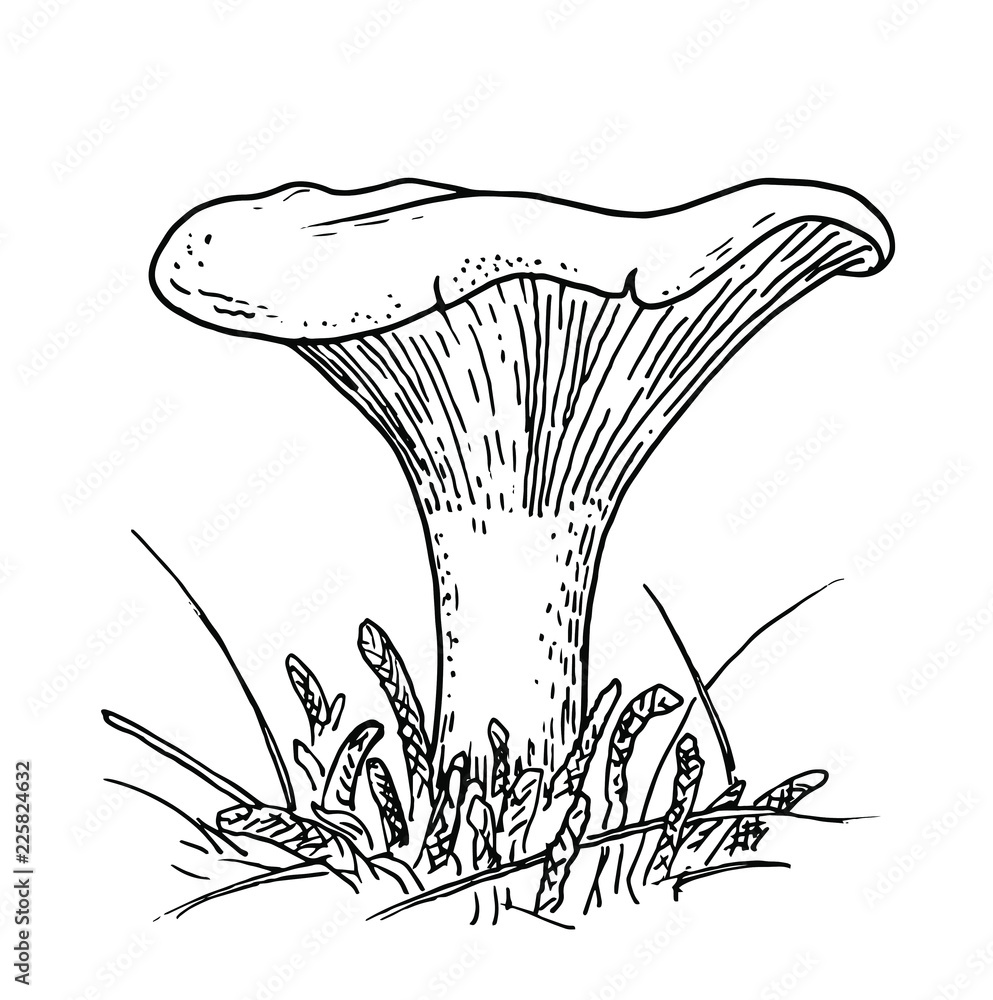 Drawing of mushroom hand sketch of golden chanterelle, black and