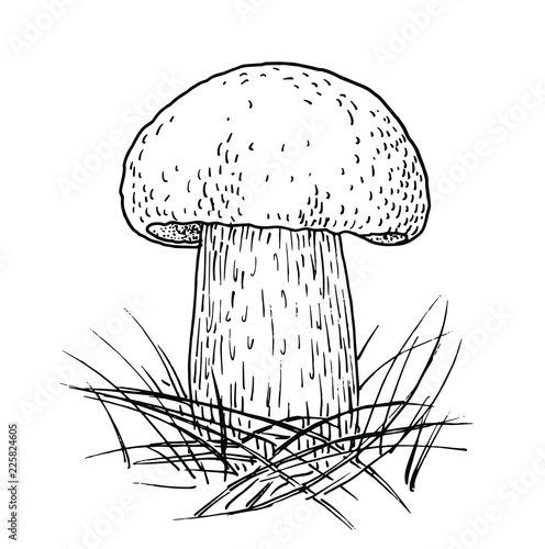 Drawing of mushroom - hand sketch of penny bun, black and white illustration