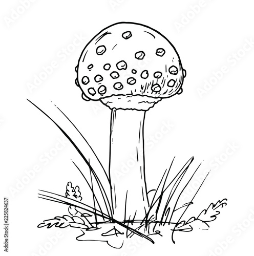 Drawing of poisonous mushroom - hand sketch of fly agaric, black and white illustration
