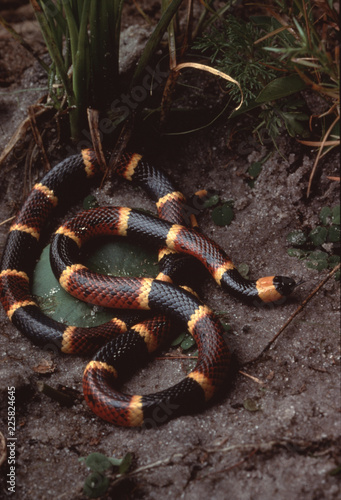 Eastern Coral Snake (Micrurus Fulvius)