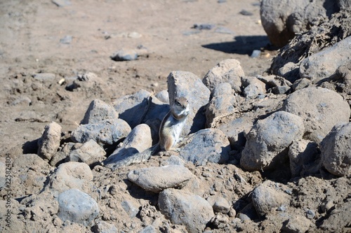 The wild barbary ground squirrel (Atlantoxerus getulus) on the  Fuerteventura. Lovely, cute squirrel portrait photo