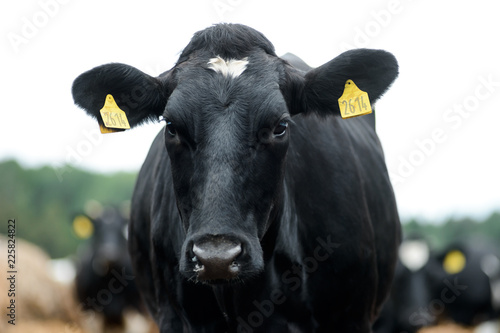 Black cow on dairy farm. Agriculture industry, farming and animal husbandry
