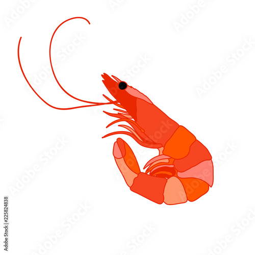 vector, white background, food, sea, shrimp