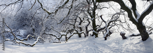 Süntelbuchen Winter Panorama photo