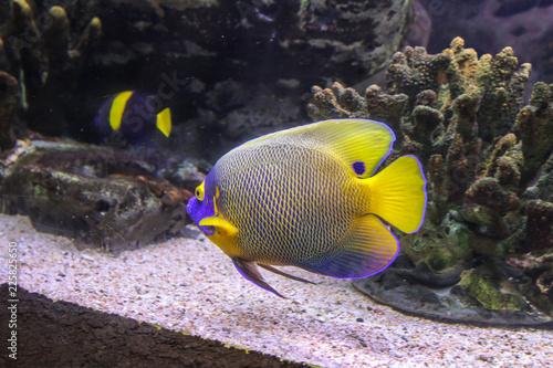 Coral reef fish