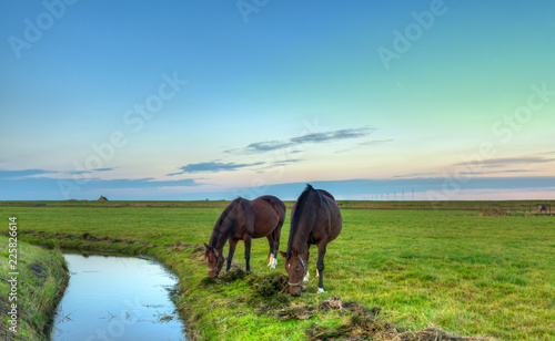 Horses' dinner.