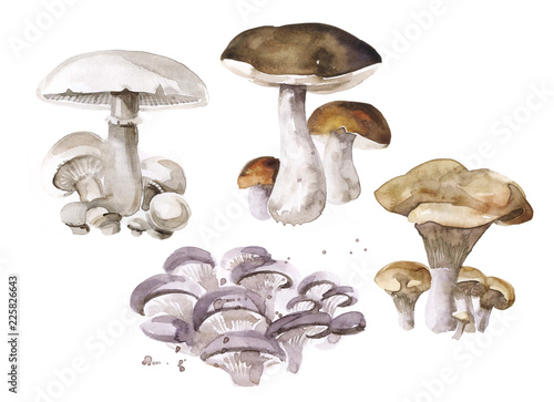 Set mushrooms illustrations photo