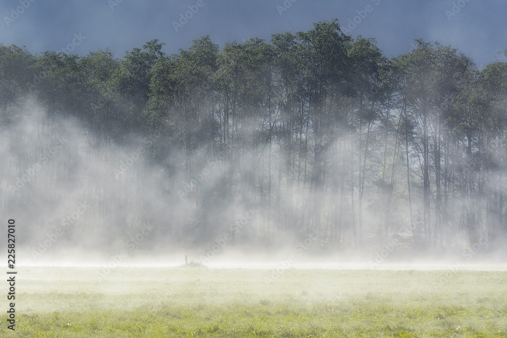 Trees in The Alps with Fog - Trentino Alto Adige Trees in The Alps with Fog - Trentino Alto Adige