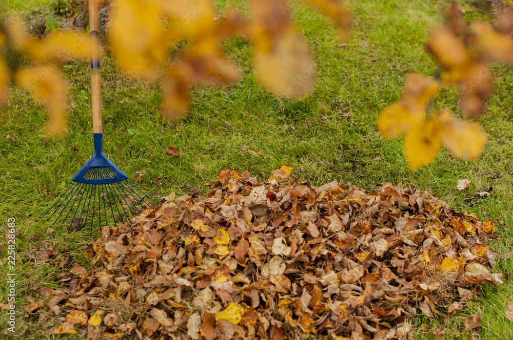 Fototapeta premium jesienne prace w ogrodzie - zbieranie liści