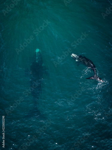 Whale mother and calf