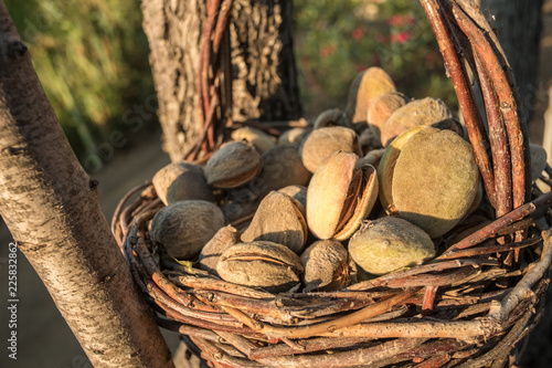 Close-up of almonds in a basket. Almond harvest