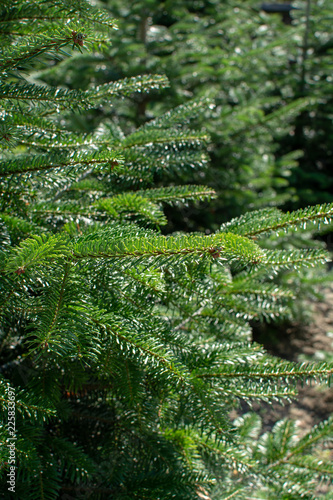 Plantation of growing young green normann fir Christmas tree in Europe photo