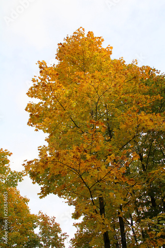 Big trees in the park in autumn photo